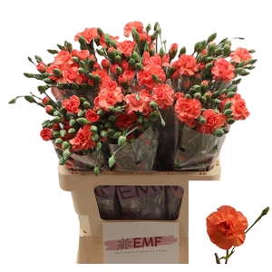 Di Tr Orange Amelie