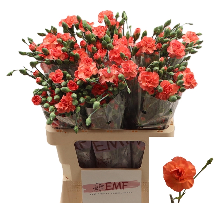 <h4>Di Tr Orange Amelie</h4>