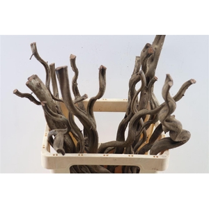 Stem Sapla 60 P Piece