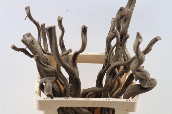 <h4>Stem Sapla 60 P Piece</h4>