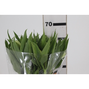 ALSTROEMERIA WHITNEY 060 CM