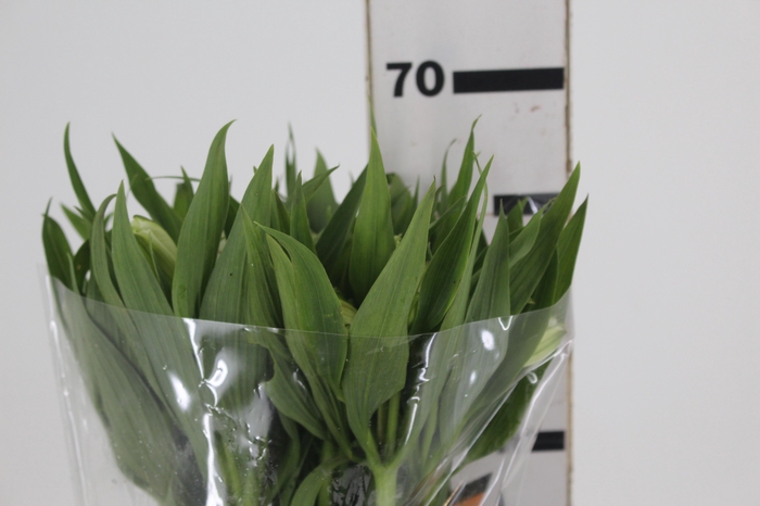 <h4>ALSTROEMERIA WHITNEY 060 CM</h4>