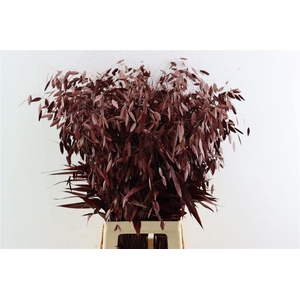 Siergras Chasmantium Klbh Bordeaux