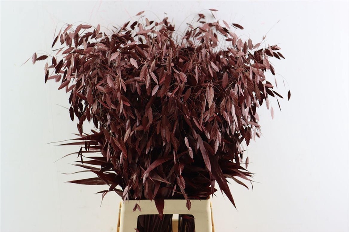 <h4>Siergras Chasmantium Klbh Bordeaux</h4>