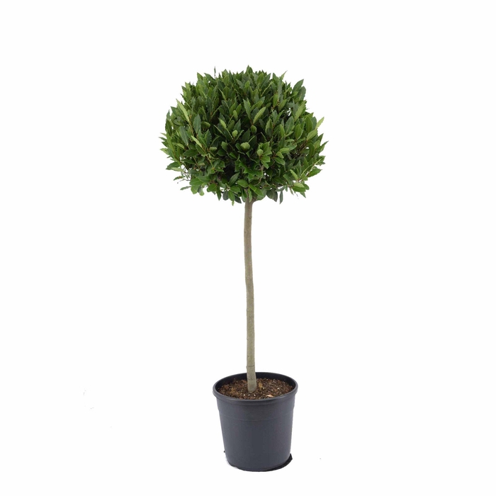 <h4>Laurus nobilis Bol op stam</h4>