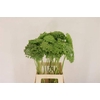 Ammi Visnaga Green Mist