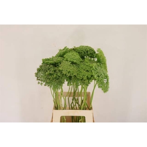 Ammi Vis Green Mist