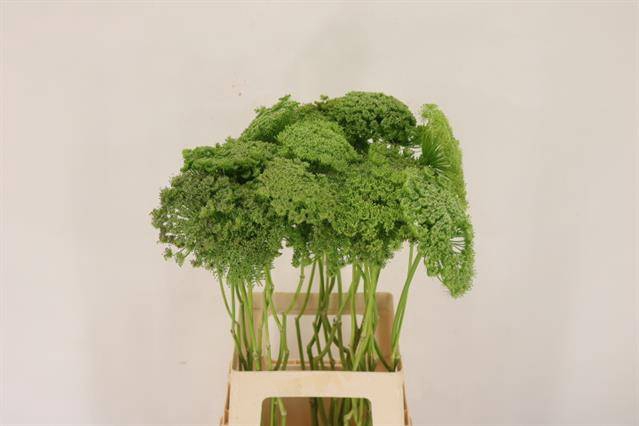 <h4>Ammi Vis Green Mist</h4>