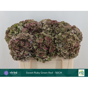 Hydrangea  'Magical Sweet Ruby' CL