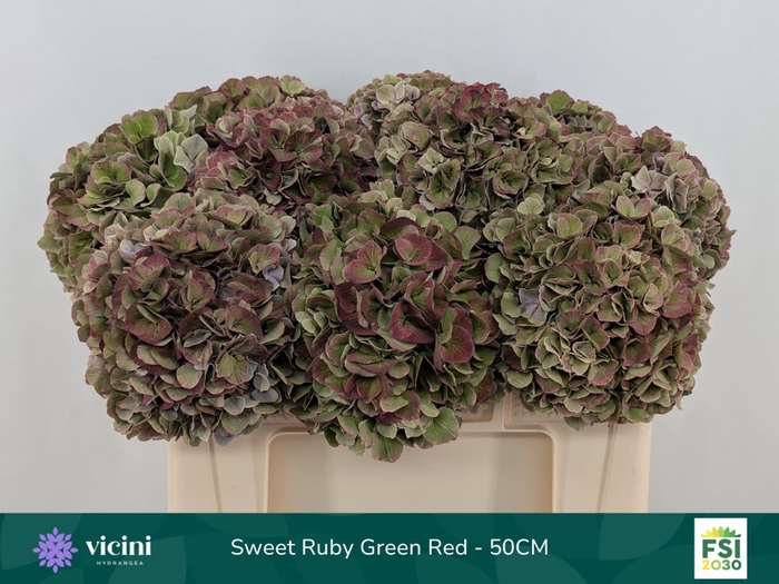 <h4>Hydrangea  'Magical Sweet Ruby' CL</h4>