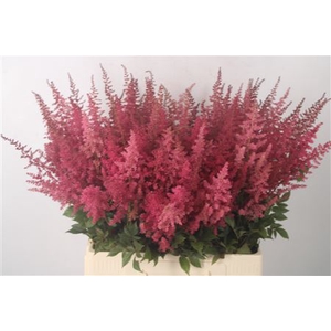 Astilbe Else Schluc X100