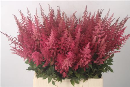 <h4>Astilbe Else Schluc X100</h4>