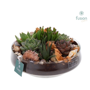 Green Bottle Iris Large Maritiem met Succulenten