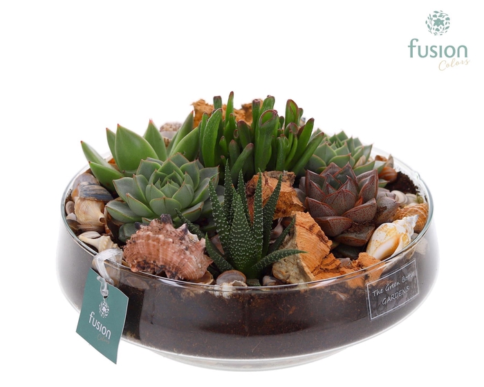 <h4>Green Bottle Iris Large Maritiem met Succulenten</h4>