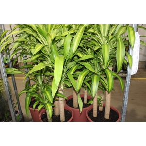 DRACENA MASSANGEANA P40