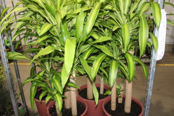 <h4>DRACENA MASSANGEANA P40</h4>