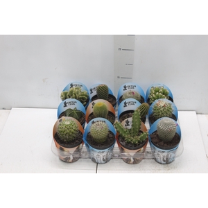 CACTUS RAIZ PROPRIA P09