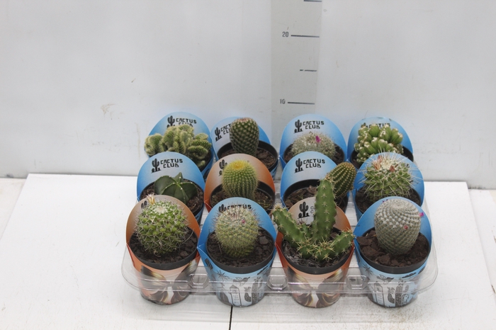 <h4>CACTUS RAIZ PROPRIA P09</h4>
