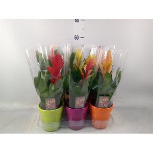 Vriesea   ...mix 6