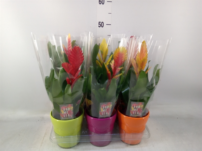 <h4>Vriesea   ...mix 6</h4>