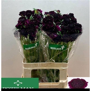 SCAB AT RE VEL SCOOP