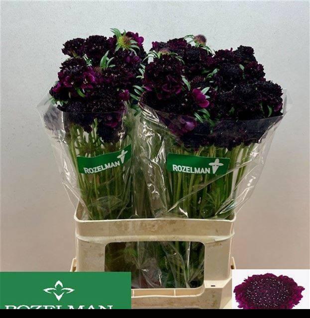 <h4>SCAB AT RE VEL SCOOP</h4>