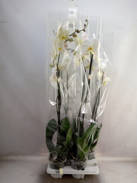 Phalaenopsis   ...white