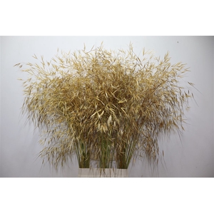 Stipa Gigantea