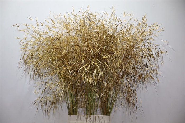 Stipa Gigantea