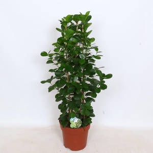 Ficus Mi Moclame 3 toef