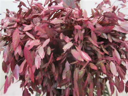 <h4>Chasmanthium Dark Cerise</h4>