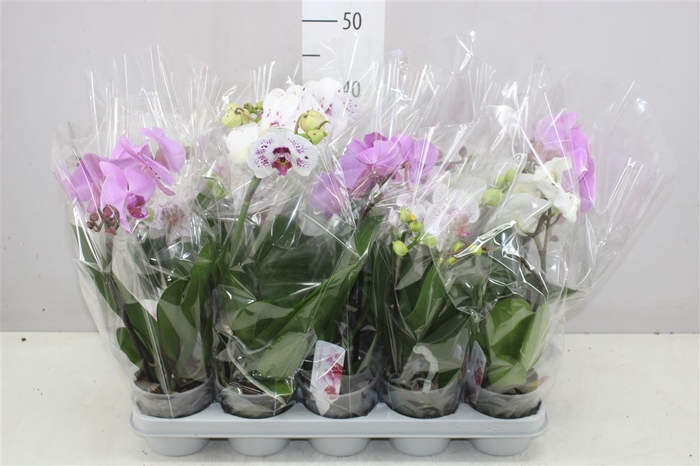 <h4>Phal Boho Love Mix 1 Tak</h4>