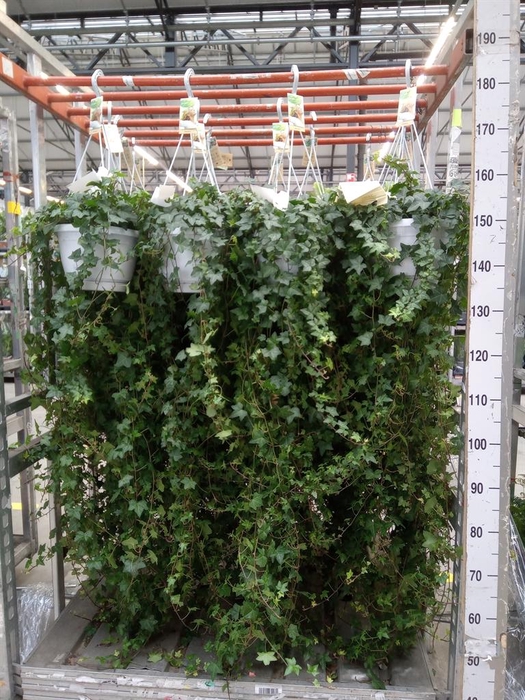 <h4>Hedera helix 'Pittsburgh'</h4>