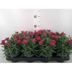Dianthus car. 'Peman Merlot'
