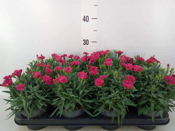 <h4>Dianthus car. 'Peman Merlot'</h4>