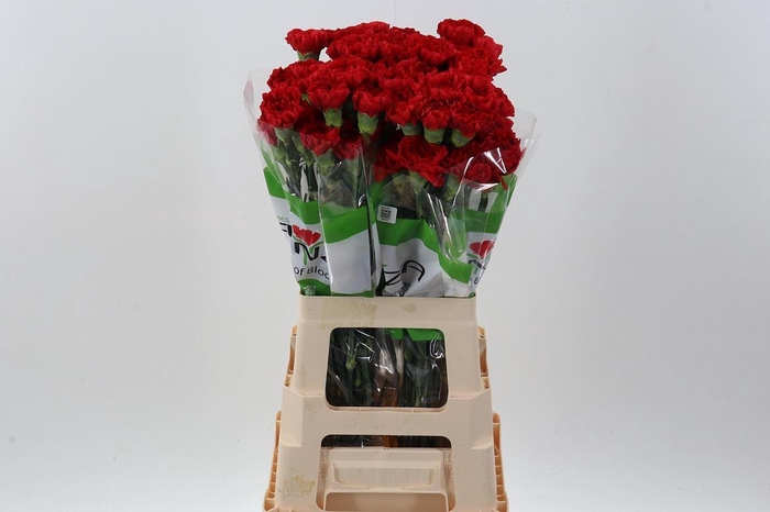 <h4>Di St Rainbow Red</h4>