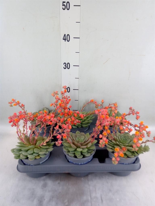 <h4>Echeveria  'Dondo'</h4>