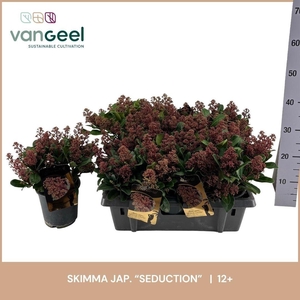 SKIM J SEDUCTION