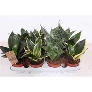 Sansevieria Hahnii Mix