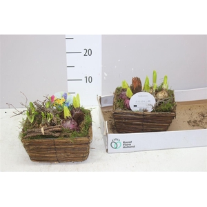 Arr Bolbloemen In Riet Vierkant