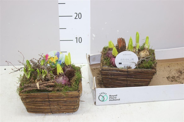 <h4>Arr Bolbloemen In Riet Vierkant</h4>