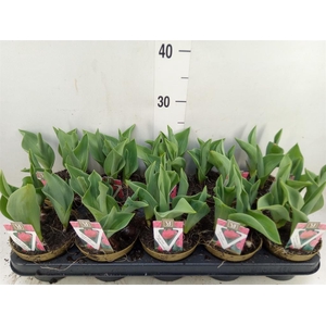 Tulipa DU   ...