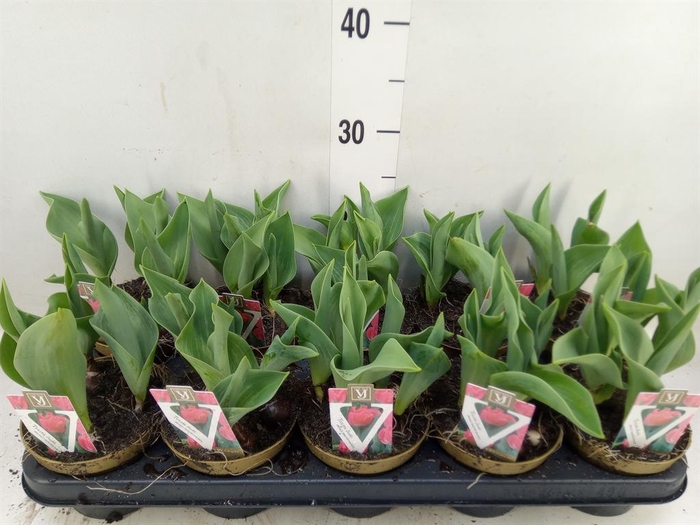 <h4>Tulipa DU ...</h4>