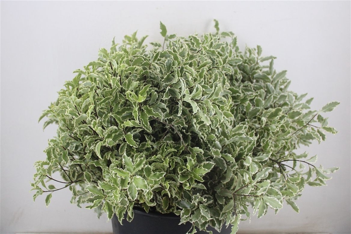 <h4>Pitto Nigra 150gr P Bunch</h4>