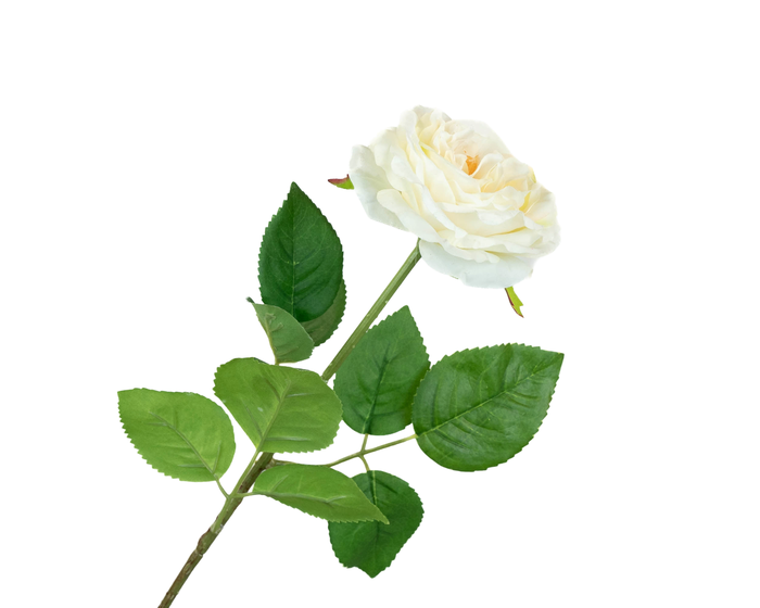 Rosa Wedding Cream
