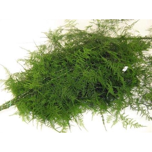 ASPARAGUS PLUM SPUNTONI