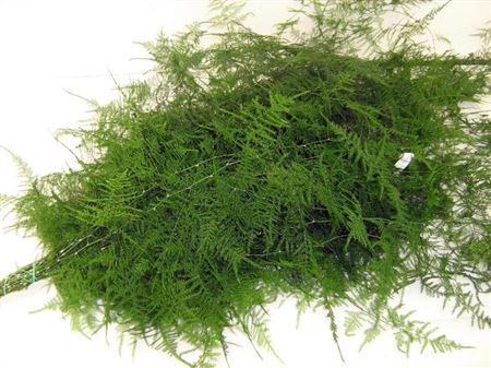 <h4>ASPARAGUS PLUM SPUNTONI</h4>