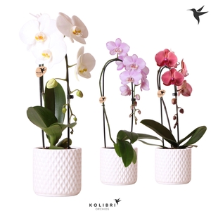 Kolibri Orchids Phalaenopsis Cascade Niagara Fall mix 1 spike in Diamond pot white