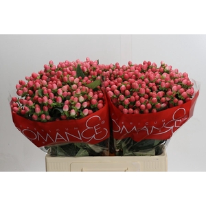 Hypericum Sweet Romance