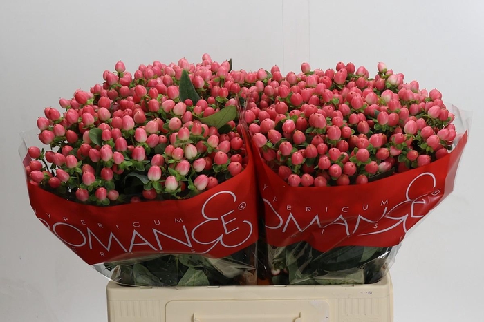 Hypericum Sweet Romance